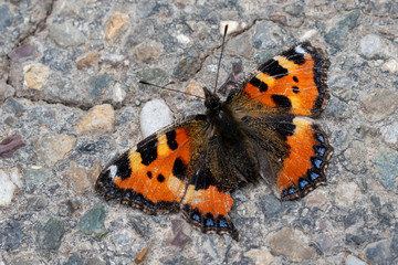 Fototapeta na wymiar beautiful butterfly in summer time