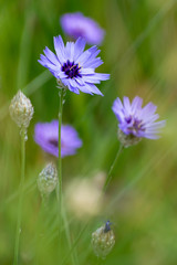 beautiful Cichorium Intybus flowers in summer time