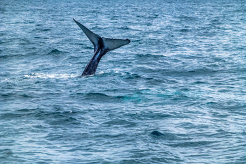 Naklejka premium Caudal / tail fin on the Humpback whale dives into the ocean. Dominican Republic.