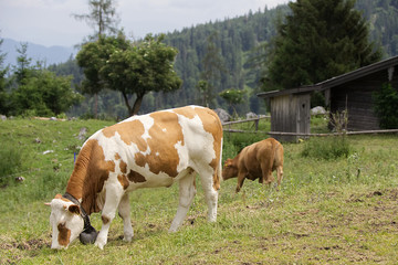 Rinder auf einer Alm in Bayern