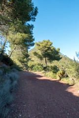 The desert of the palms under the blue sky