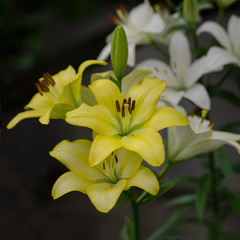 Obraz premium Yelow lilium The Asiatic Hybrid. Beautiful flowers of yellow lilium. Asiatic Hybrid Lily in the garden. Blooming Lily Asian Yellow. Garden flowers. Square floral background.