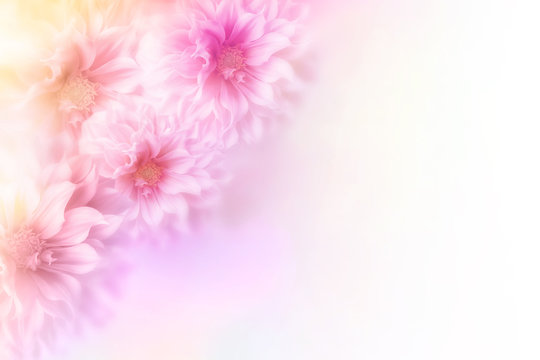 Fototapeta soft romance dahlia flower in sweet pastel tone background for valentine and wedding card 