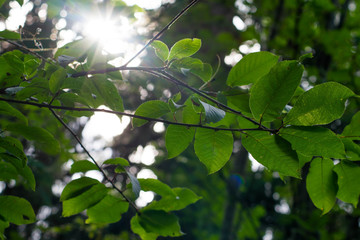 Sunlight through leaves