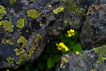 Flowers between rocks