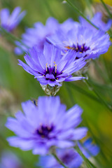 beautiful Cichorium Intybus flowers in summer time