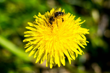 Bee on flower