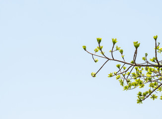 Young fresh leaves under the clear blue sky.