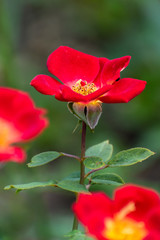 Fototapeta premium beautiful wild roses in summer time