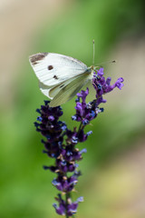 beautiful butterfly in summer time