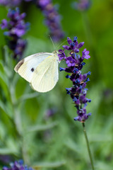 beautiful butterfly in summer time