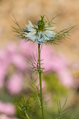 beautiful Nigella damascena flower in summer time