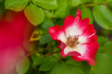 beautiful wild roses in summer time