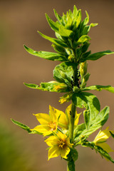 Fototapeta premium beautiful echium flowers in summer time