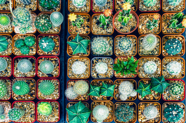 Many cactus in pots