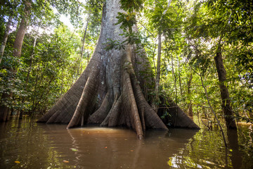 A Sumauma tree (Ceiba pentandra) with  more than 40 meters of height, flooded by the waters of ...