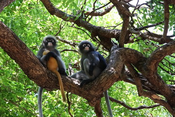 trachypithecus obscurus on tree at southern Thailand