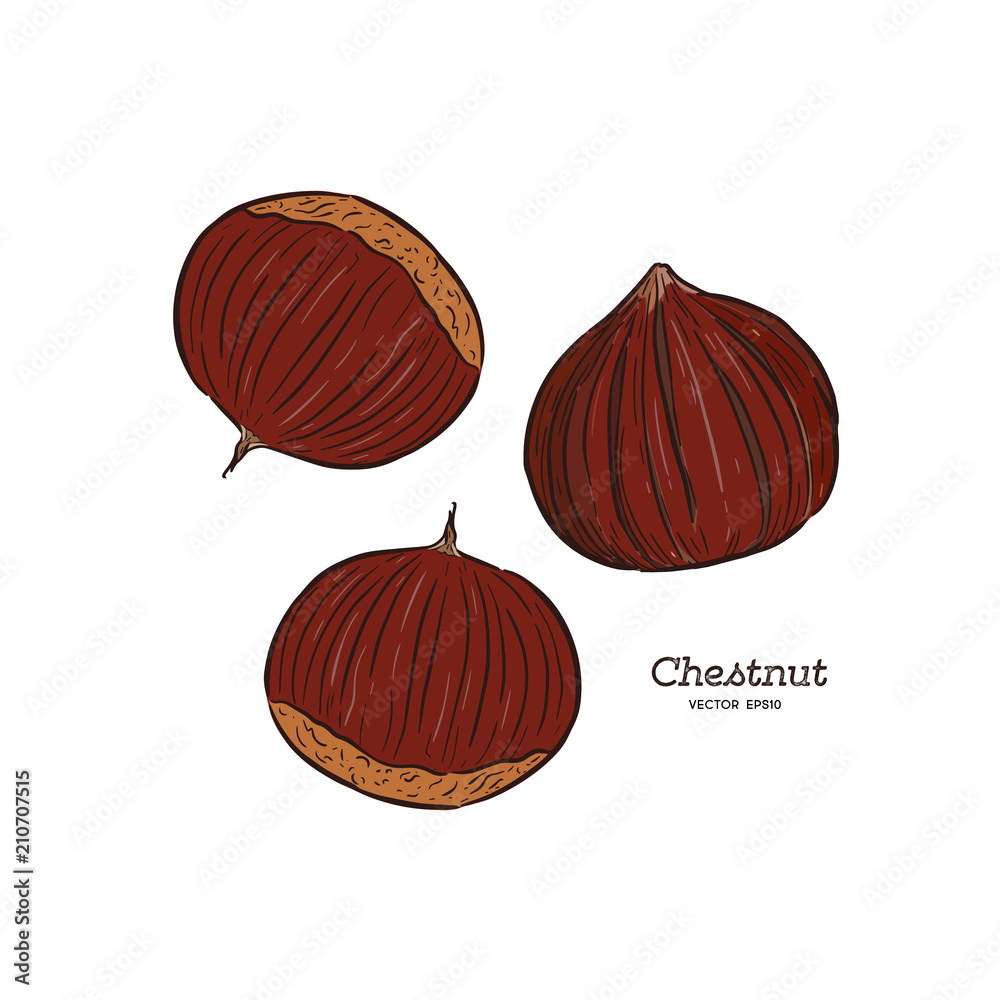 Sticker chestnut illustration, drawing, engraving, ink, line art, vector