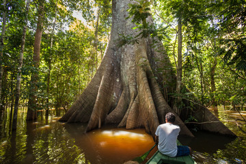 A man in a canoe in front a Sumauma tree (Ceiba pentandra) with  more than 40 meters of height, flooded by the waters of  Negro river in the Amazon rainforest.