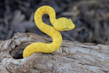 Yellow Eyelash Viper Snake (Bothriechis schlegelii) making an 