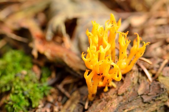Orange mushrooms Calocera vistsosa in forrest - close-up