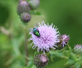 common greenbottle fly (Lucilia caesar) sitting on a flower