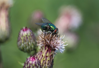 common greenbottle fly (Lucilia caesar) sitting on a flower