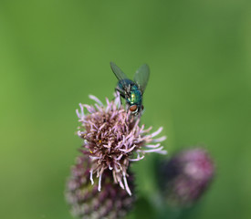 common greenbottle fly (Lucilia caesar) sitting on a flower