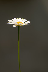 beautiful Bellis perennis flower in spring time © Radu