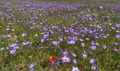 Obraz premium Fieldof wildflowers in California
