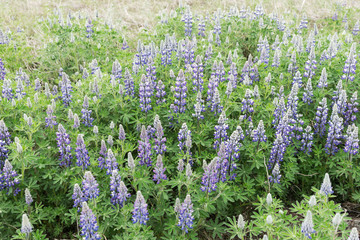 Typical Icelandic violet blooming flowers (Lupins) in the flower field