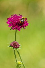 beautiful Scabiosa atropurpurea flowers in spring time