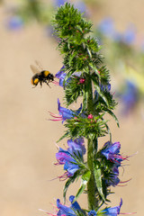 flowers on background of blue sky