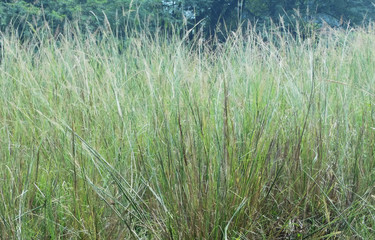  Indian grass Sorghastrum nutans beautiful green nature background