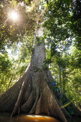 A Sumauma tree (Ceiba pentandra) with  more than 40 meters of height, flooded by the waters of ...