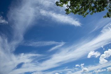 Obraz premium Up view of tree on beautiful sky background.