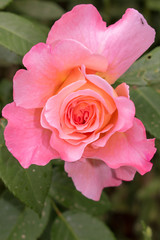 beautiful rose in summer time