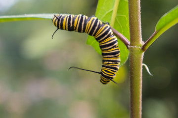 caterpillar on leaf
