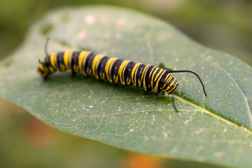 caterpillar on leaf