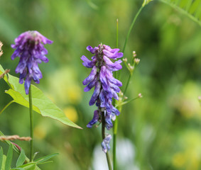  Vicia cracca commonly called tufted vetch, bird or blue vetch and boreal vetch, blooming in spring