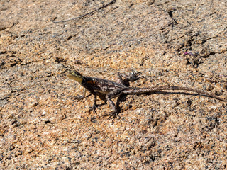 Agama in Brandberg National Heritage Site, Namibia