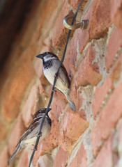 Sparrows sitting on a wire attached to a red wall. One looks into the wall, the other turned his back on her...