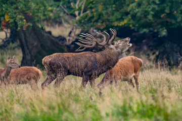 Red Deer Stags (Cervus elaphus)