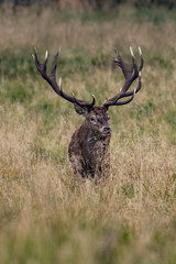 Red Deer Stags (Cervus elaphus)