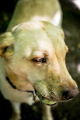 Obraz premium The Golden Labrador
