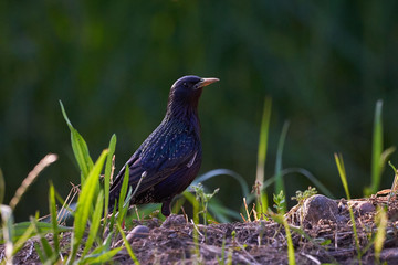 Common starling (Sturnus vulgaris)