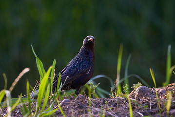 Common starling (Sturnus vulgaris)
