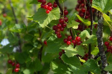 Bush of red currant berries in a garden