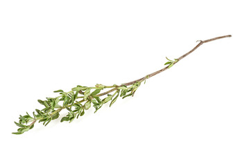 Thyme herb isolated on white background, close up.
