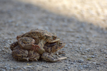 Krötenpaar